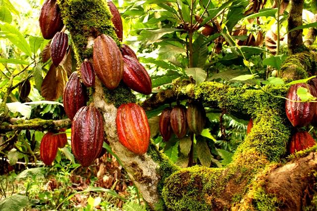 The Cocoa Paradox: Why Nigeria Grows the Beans but Imports the Bars